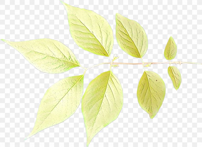 Leaf Plant Stem Branch Plants, PNG, 2999x2194px, Leaf, Branch, Flower, Flowering Plant, Lemon Basil Download Free