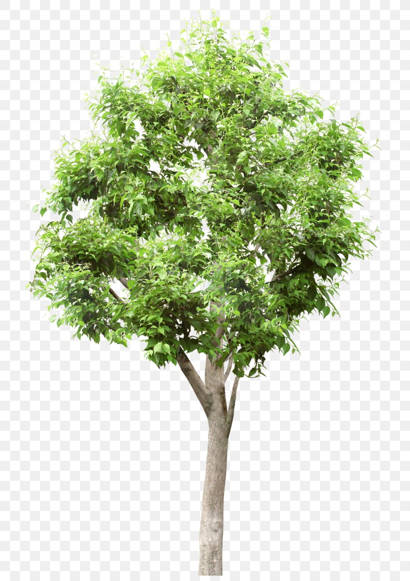 Tree Stock Photography Populus Alba Lindens, PNG, 740x1160px, Tree, Branch, Cottonwood, Lindens, Plane Tree Family Download Free