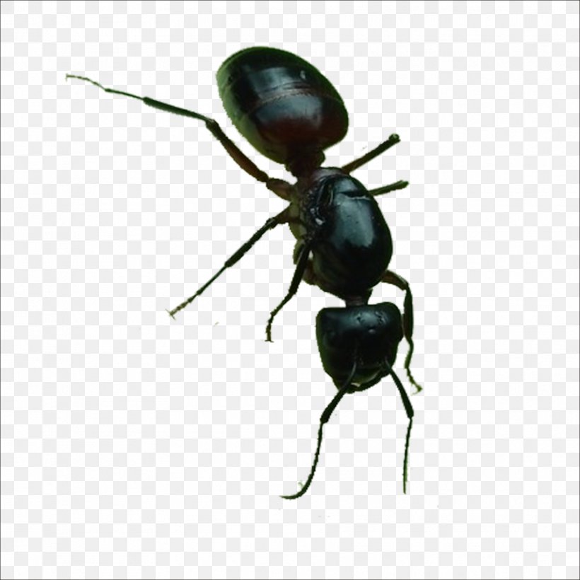 Black Garden Ant Insect, PNG, 1773x1773px, Ant, Arthropod, Beetle, Black Garden Ant, Displayport Download Free