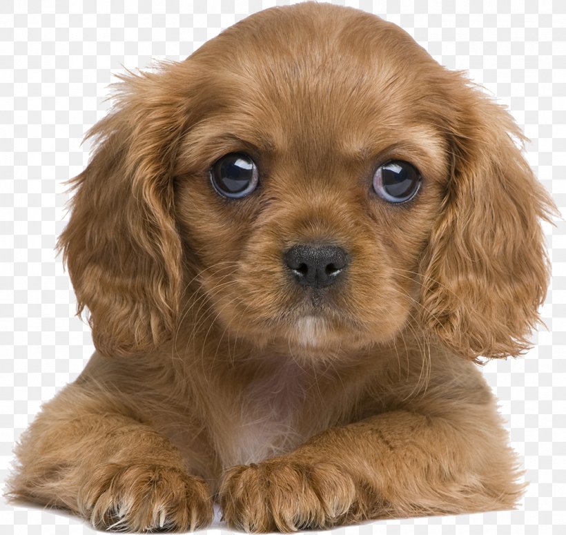 Cavalier King Charles Spaniel Puppy Poodle Pet, PNG, 1058x1000px, Cavalier King Charles Spaniel, American Cocker Spaniel, Animal, Caramel Color, Carnivoran Download Free