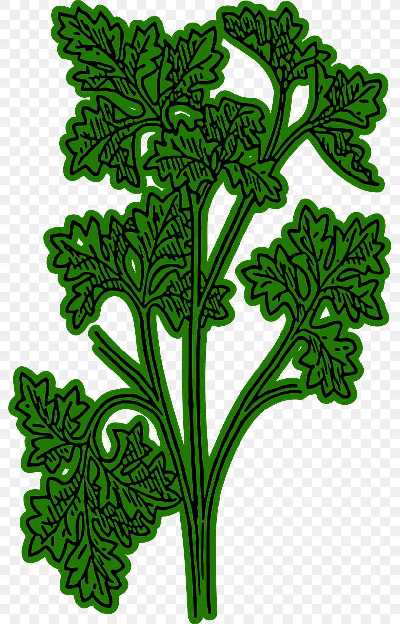 Chervil Herb French Cuisine Plant Clip Art, PNG, 785x1280px, Chervil, Bouquet Garni, Flora, Flower, Flowering Plant Download Free