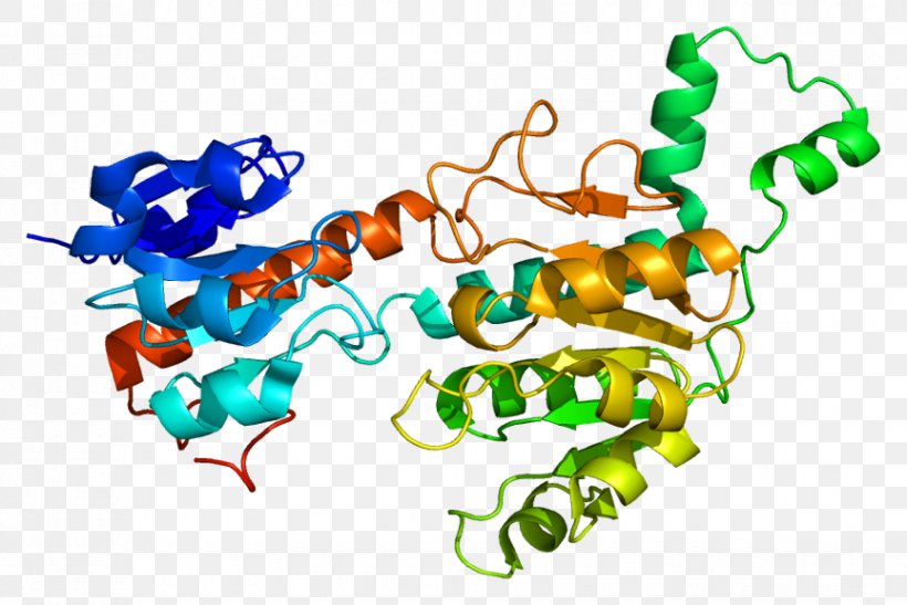 CTBP1 FOXP2 Protein Structure Gene, PNG, 864x577px, Watercolor, Cartoon, Flower, Frame, Heart Download Free