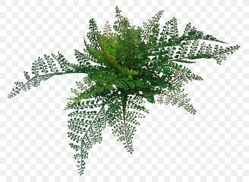 Fern Wood 適材適所 Artificial Flower Silk, PNG, 800x600px, Fern, Artificial Flower, Branch, Cycad, Ferns And Horsetails Download Free