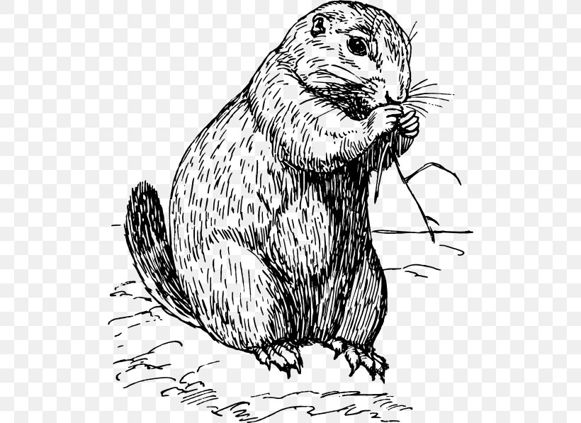 Prairie Dog Rodent Clip Art, PNG, 516x597px, Prairie Dog, Art, Beaver, Black And White, Carnivoran Download Free