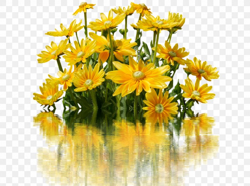 Common Daisy Oxeye Daisy Flower Daisy Family Yellow, PNG, 960x714px, Common Daisy, Chamaemelum Nobile, Chrysanthemum, Chrysanths, Cut Flowers Download Free