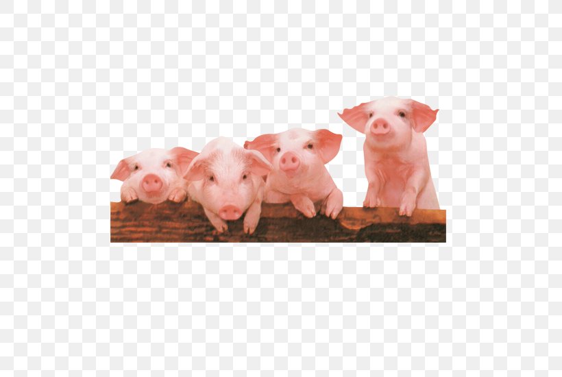 Domestic Pig Computer File, PNG, 550x550px, Domestic Pig, Farm, Livestock, Mammal, Pig Download Free