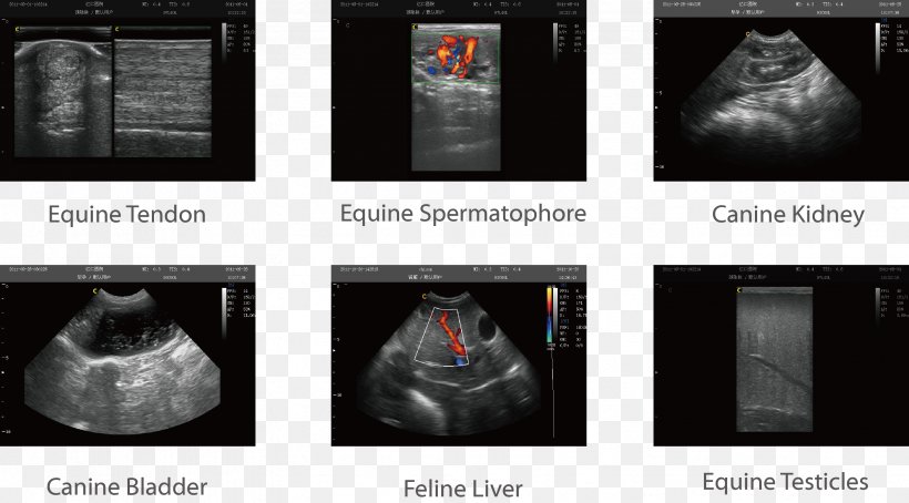 Medical Imaging Tissue Harmonic Imaging Acuson SonoSite, Inc. Medicine, PNG, 3316x1836px, Medical Imaging, Acuson, Board Of Pharmacy, Horse, Medical Device Download Free