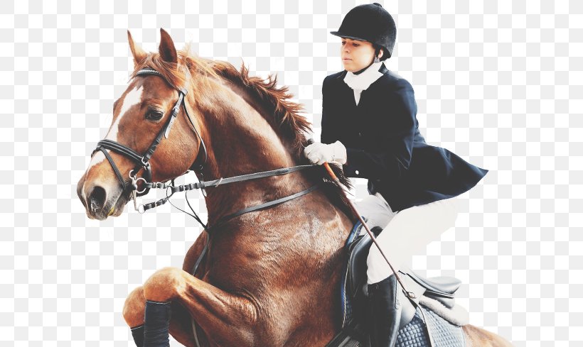 Understanding Horses Equestrian Show Jumping Bit, PNG, 636x489px, Horse, Animal Training, Bay, Bit, Bridle Download Free