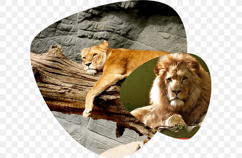 Wildcat Lion Felidae Bwindi Impenetrable National Park, PNG, 615x536px, Cat, Animal, Ape, Big Cat, Big Cats Download Free