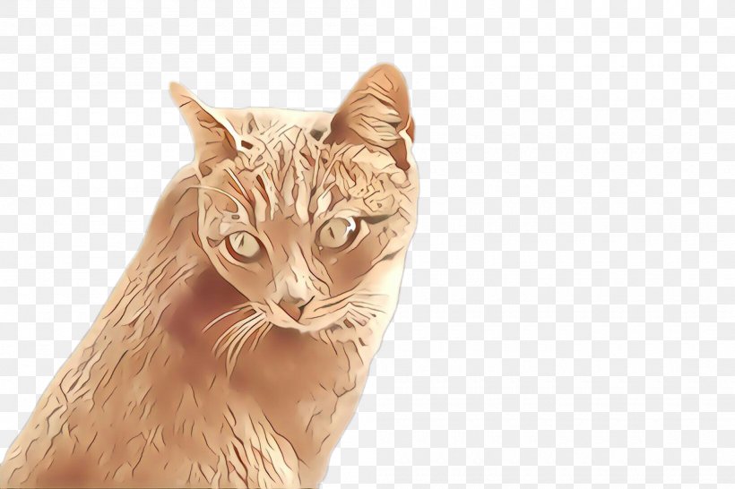 Cat Small To Medium-sized Cats Whiskers Tabby Cat European Shorthair, PNG, 2000x1332px, Cartoon, Asian, Cat, European Shorthair, Oriental Longhair Download Free