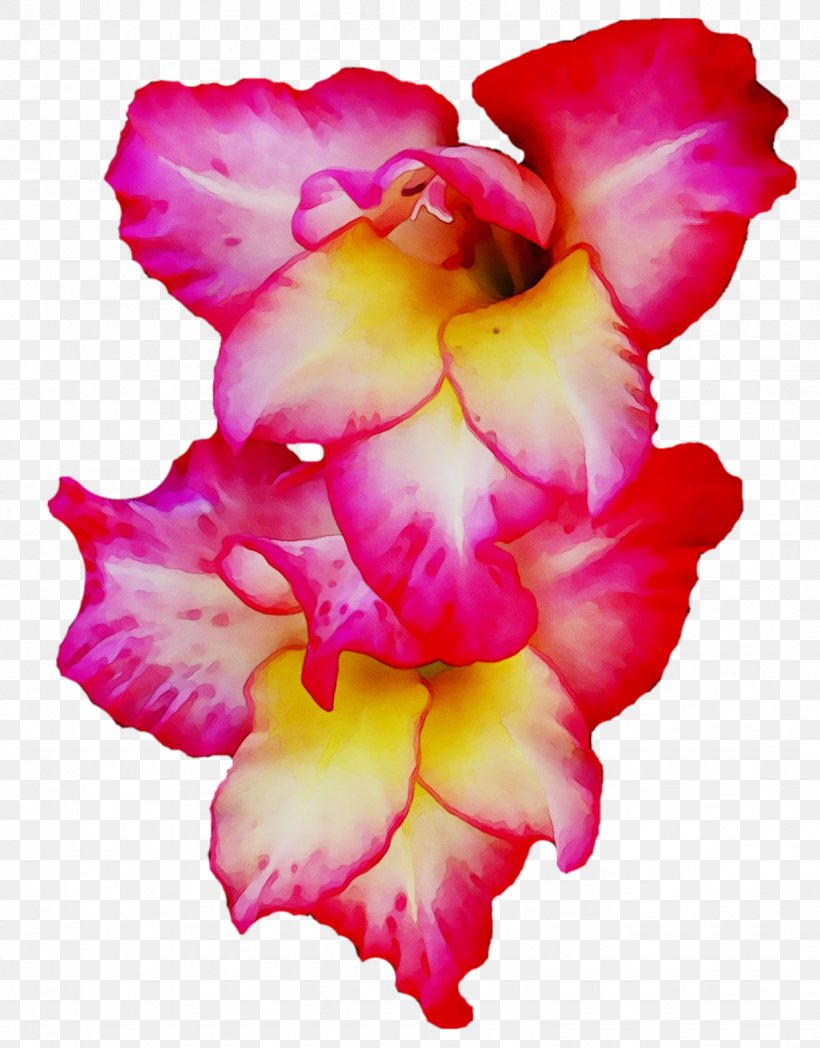 Gladiolus Cut Flowers Cattleya Orchids Pink M, PNG, 1228x1570px, Gladiolus, Cattleya, Cattleya Orchids, Cut Flowers, Flower Download Free