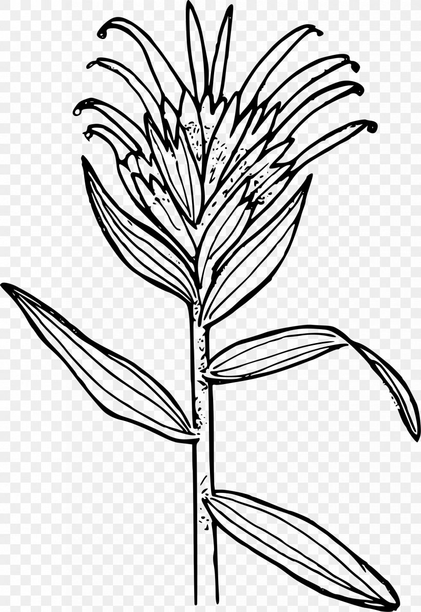 Castilleja Miniata Coloring Book Castilleja Linariifolia Paintbrush Clip Art, PNG, 1650x2400px, Castilleja Miniata, Artwork, Black And White, Branch, Castilleja Indivisa Download Free