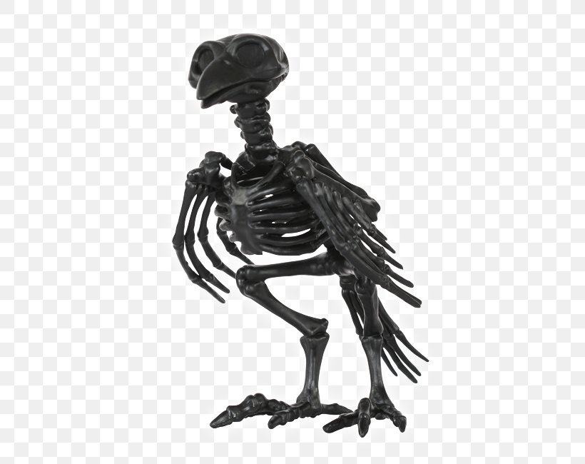 Human Skeleton Bone Skull Animal, PNG, 528x650px, Skeleton, Animal, Black And White, Bone, Carrion Crow Download Free