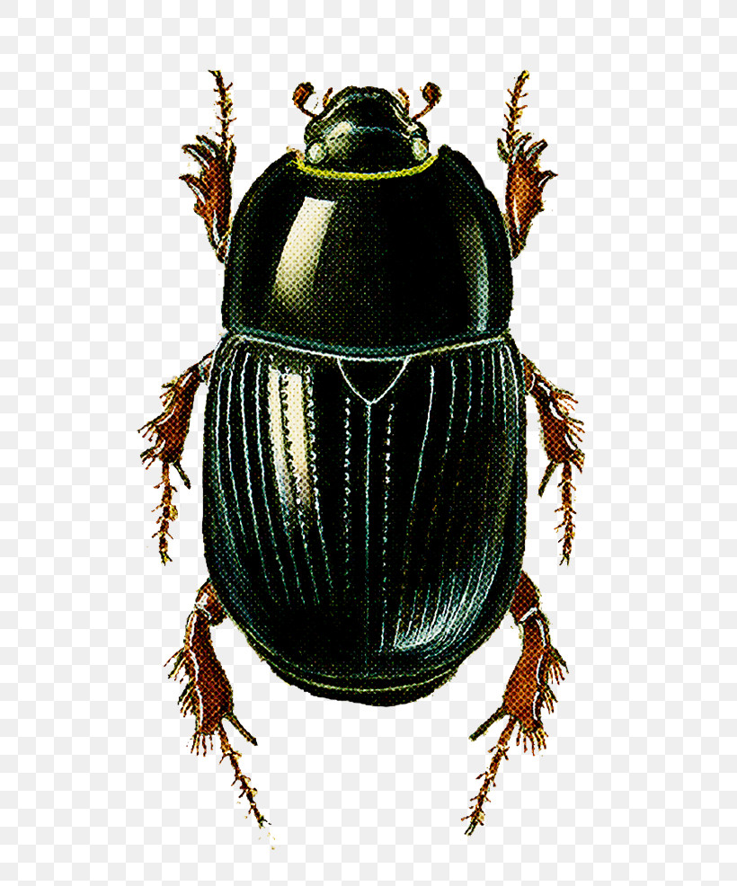Insect Beetle Ground Beetle Scarabs Dung Beetle, PNG, 570x986px, Insect, Beetle, Blister Beetles, Cetoniidae, Darkling Beetles Download Free