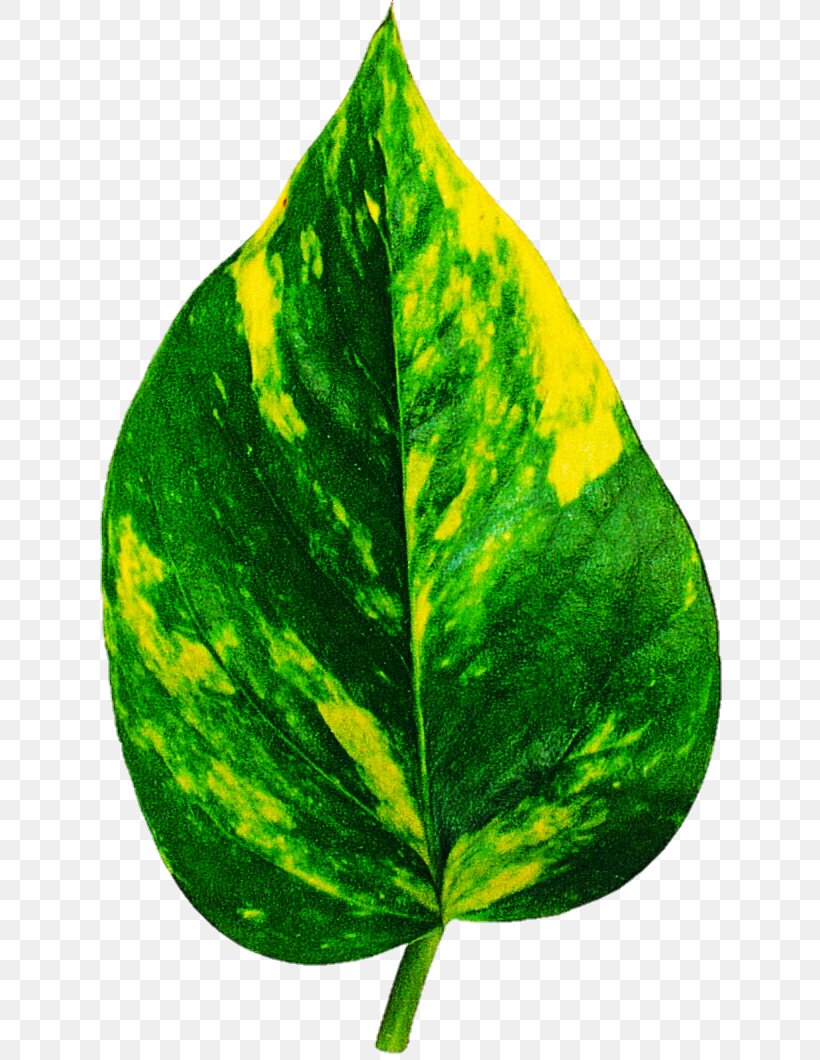 Leaf Houseplant Care Dieffenbachia Seguine Dieffenbachia Amoena, PNG, 643x1060px, Leaf, Arrowroot, Arrowroots, Bay Laurel, Bay Leaf Download Free