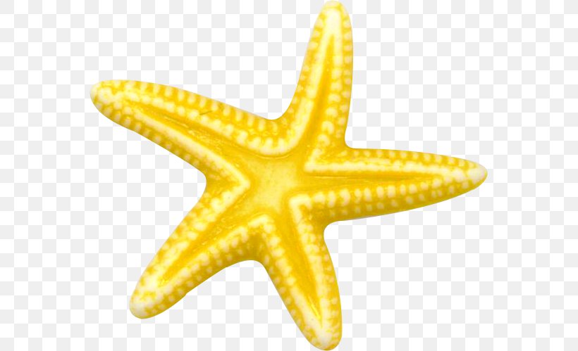 Starfish Echinoderm Sea Clip Art, PNG, 565x499px, Starfish, Animal, Basket Star, Brittle Star, Digital Image Download Free