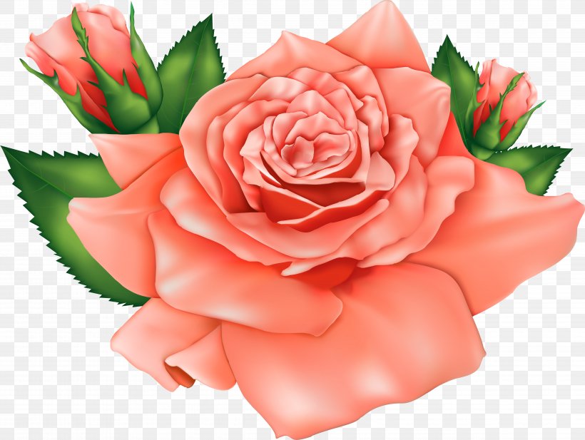 Clip Art Rose Image Illustration, PNG, 4885x3681px, Rose, Artificial Flower, Black Rose, Botany, Bouquet Download Free