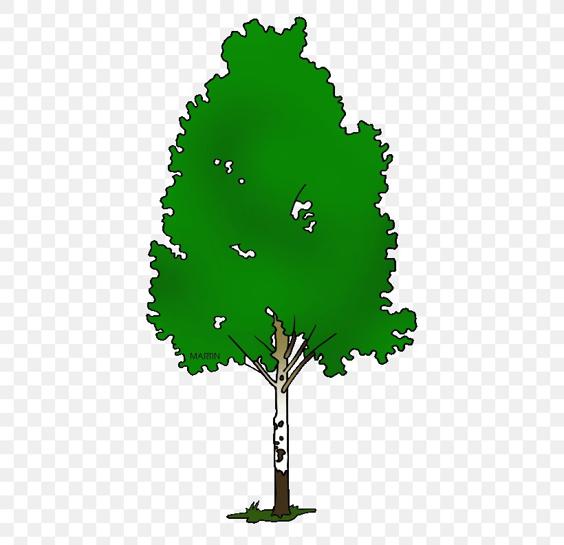 Paper Birch Silver Birch Tree Clip Art, PNG, 427x792px, Paper Birch, Bald Cypress, Birch, Branch, Conifer Download Free