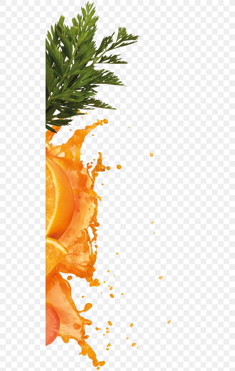 Orange Juice Carrot Juice, PNG, 502x1292px, Orange, Berry, Branch, Carrot, Carrot Juice Download Free