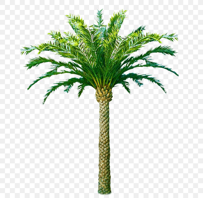 Palm Trees Trachycarpus Fortunei Coconut Canary Island Date Palm African Oil Palm, PNG, 677x800px, Palm Trees, African Oil Palm, Arecales, Attalea Speciosa, Babassu Download Free