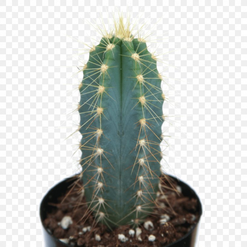 San Pedro Cactus Myrtillocactus Geometrizans Pilosocereus Pachycladus Acanthocereus Tetragonus Mammillaria, PNG, 1024x1024px, San Pedro Cactus, Acanthocereus Tetragonus, Cactaceae, Cactus, Caryophyllales Download Free