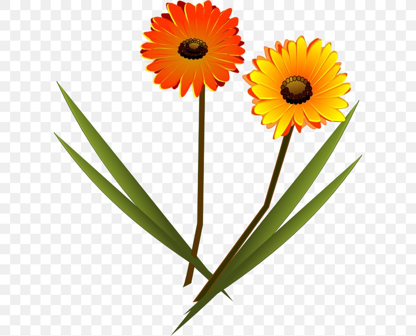 Transvaal Daisy Drawing Clip Art, PNG, 608x661px, Transvaal Daisy, Calendula, Common Daisy, Common Sunflower, Cut Flowers Download Free