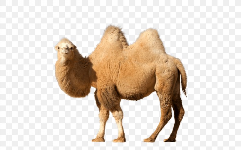 Bactrian Camel Dromedary Clip Art, PNG, 2560x1600px, Bactrian Camel, Arabian Camel, Camel, Camel Like Mammal, Cdr Download Free