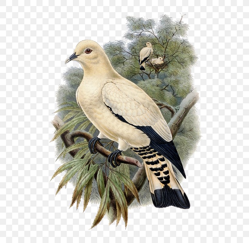Bird Columbidae Stock Dove Domestic Pigeon, PNG, 586x800px, Bird, Beak, Bird Of Prey, Columbidae, Domestic Pigeon Download Free