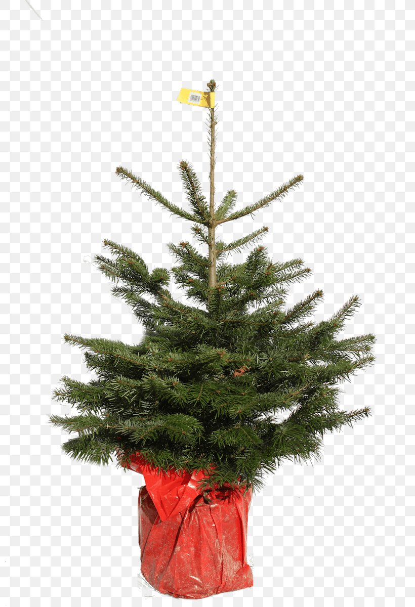 Christmas Tree Christmas Day Natural Christmas Nordmann Fir, PNG, 800x1200px, Christmas Tree, Christmas, Christmas Day, Christmas Decoration, Christmas Ornament Download Free