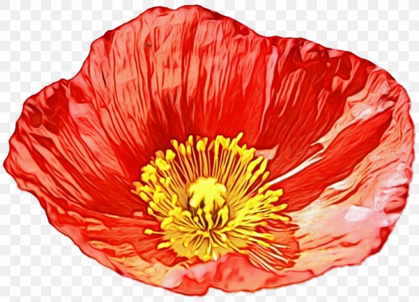 Flower Petal Red Plant Poppy, PNG, 1024x739px, Watercolor, Coquelicot, Corn Poppy, Flower, Flowering Plant Download Free