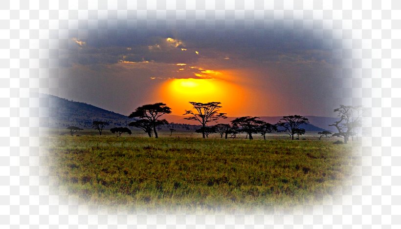 Savanna Africa Desktop Wallpaper Grassland Sunset, PNG, 750x469px, Savanna, Africa, Aspect Ratio, Computer, Display Resolution Download Free