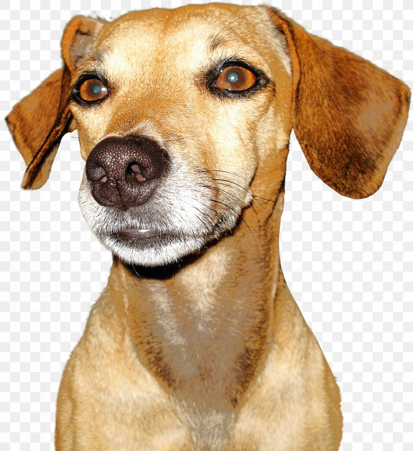 Dog Breed Puppy, PNG, 1169x1280px, Dog, Animal, Carnivoran, Companion Dog, Dog Breed Download Free