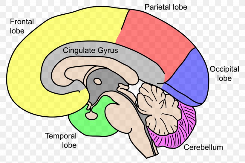 Human Brain Central Nervous System Anatomy, PNG, 1280x852px, Watercolor, Cartoon, Flower, Frame, Heart Download Free