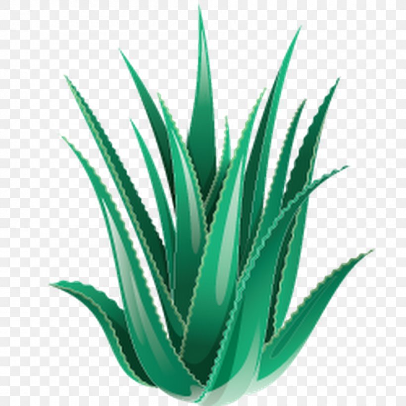 Plant Aloe Vera Dietary Supplement, PNG, 900x900px, Plant, Agave, Agave Azul, Agave Nectar, Aloe Download Free
