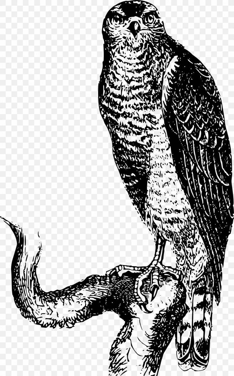 Bird Of Prey Falcon Hawk Clip Art Png 1493x2400px Bird