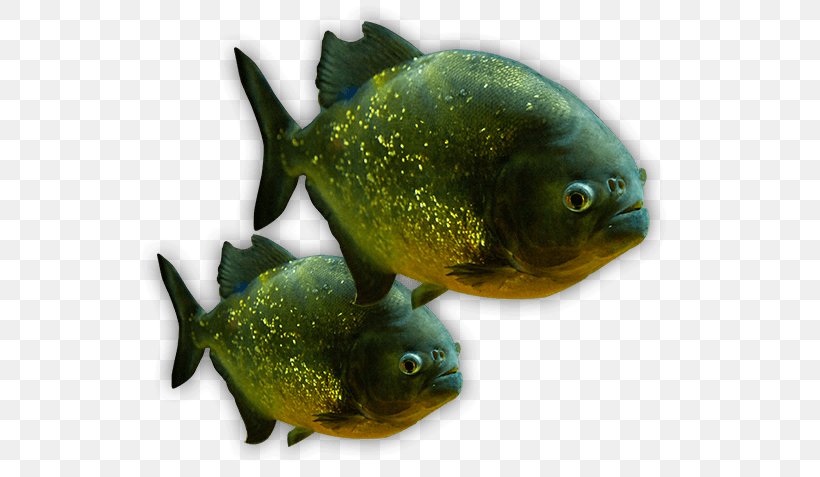 The Deep Aquariums Piranha Tropical Fish, PNG, 557x477px, Deep, Aquarium, Aquariums, Biology, Fauna Download Free