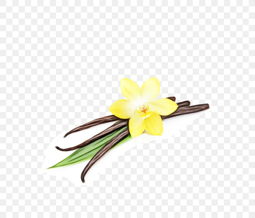 Yellow Flower Frangipani Vanilla Plant, PNG, 600x700px, Watercolor, Cut Flowers, Fashion Accessory, Flower, Flowering Plant Download Free