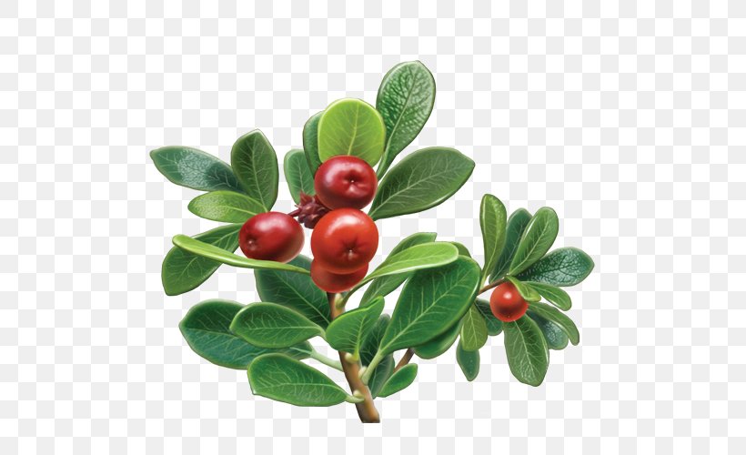 Bearberry Herbal Tea Organic Food Grape, PNG, 500x500px, Bearberry, Aquifoliaceae, Arctostaphylos, Arctostaphylos Uva Ursi, Berry Download Free