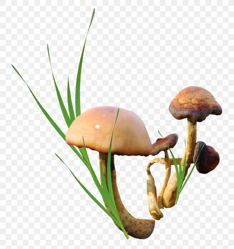 Edible Mushroom Download, PNG, 1203x1280px, Edible Mushroom, Data, Fungus, Mushroom, Organism Download Free