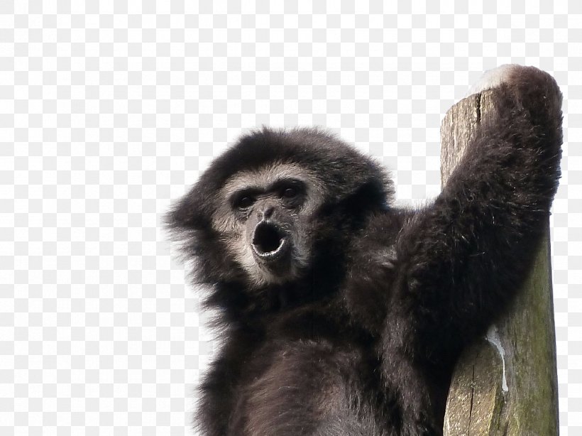 Gorilla Lar Gibbon Primate Monkey, PNG, 2365x1773px, Gorilla, Animal, Ape, Cercopithecidae, Fauna Download Free