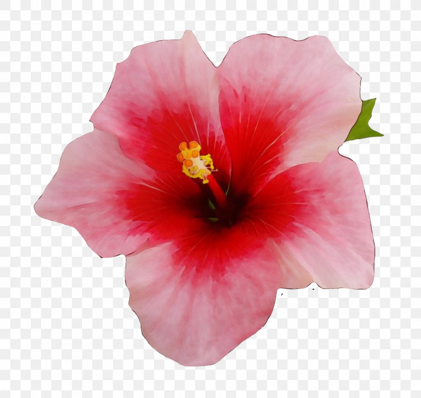 Drawing Of Family, PNG, 1077x1018px, Shoeblackplant, Chinese Hibiscus, Common Hibiscus, Drawing, Flower Download Free