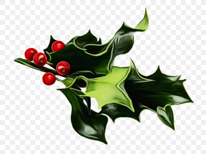 Holly, PNG, 800x616px, Watercolor, American Holly, Flower, Holly, Hollyleaf Cherry Download Free