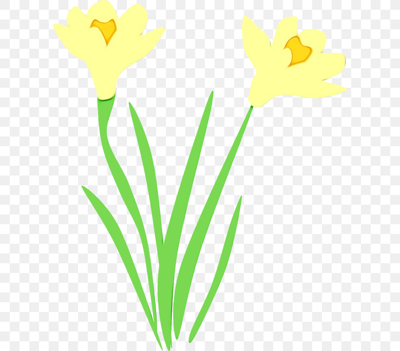 Yellow Flower Pedicel Plant Narcissus, PNG, 602x720px, Watercolor, Flower, Narcissus, Paint, Pedicel Download Free
