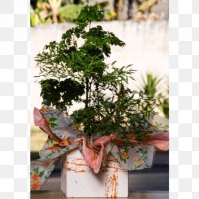 Flower - Bonsai Cut Flowers Polyscias Fruticosa Rose PNG