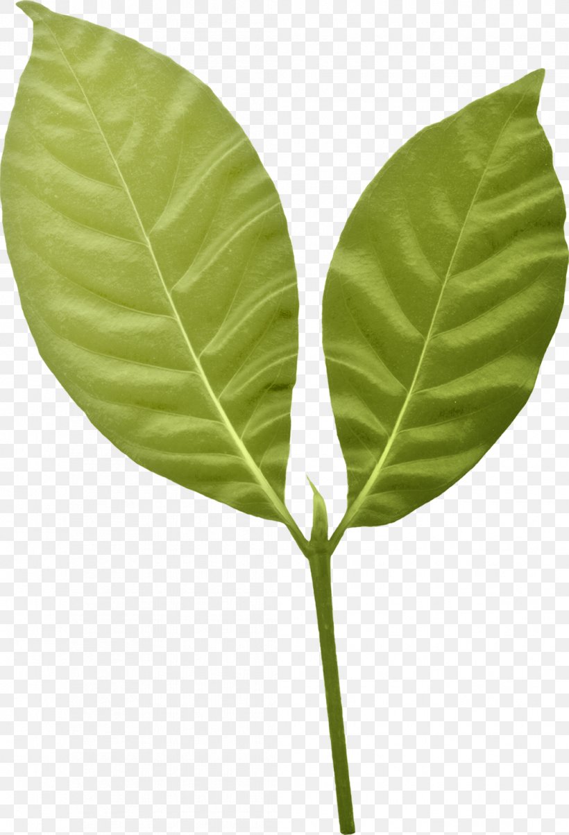 Leaf Plant Stem, PNG, 1045x1535px, Leaf, Plant, Plant Stem Download Free
