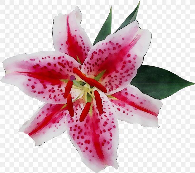 Ornamental Plant Easter Lily Flower Petal Fleur-de-lis, PNG, 1249x1105px, Ornamental Plant, Alstroemeriaceae, Amaryllis, Amaryllis Belladonna, Artificial Flower Download Free