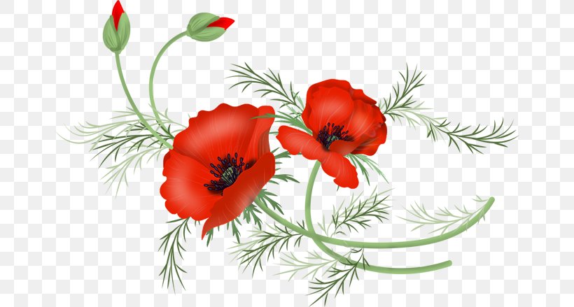 Poppy Drawing Flower Clip Art Vector Graphics, PNG, 664x439px, Poppy, Adonis, Anemone, Botany, California Poppy Download Free