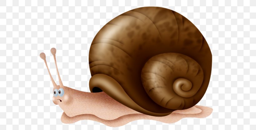 Sea Snail Escargot Orthogastropoda Drawing, PNG, 600x417px, Snail, Animal, Blog, Copyright, Drawing Download Free