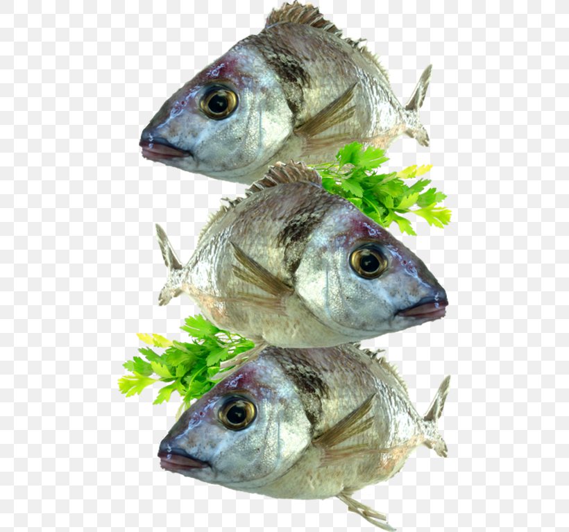 Tilapia Mussel Sashimi Fish Products, PNG, 500x767px, Tilapia, Animal Source Foods, Atlantic Cod, Cod, Cooking Download Free