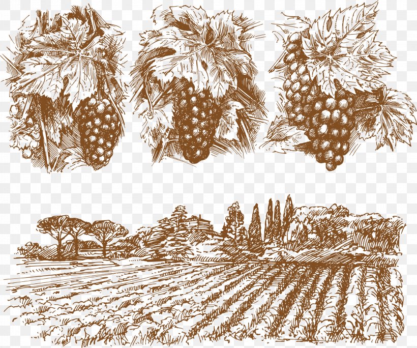 Wine Common Grape Vine Drawing, PNG, 2297x1917px, Wine, Commodity, Common Grape Vine, Drawing, Grape Download Free
